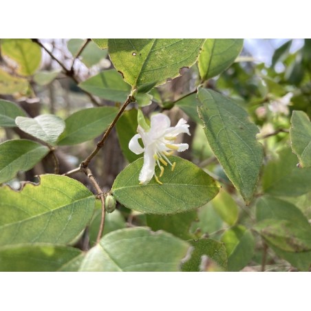 Chevrefeuille Hiver persistant blanc