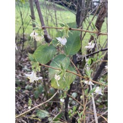 Chevrefeuille Hiver persistant blanc