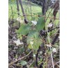 Chevrefeuille Hiver persistant blanc