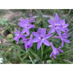 Tulbaghia