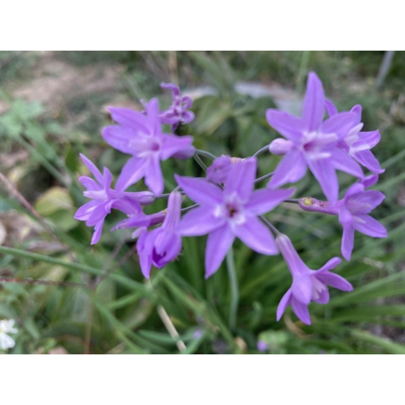 Tulbaghia