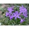 Tulbaghia