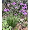 Tulbaghia