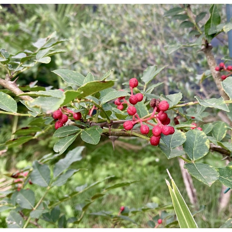 Poivrier de Sichuan