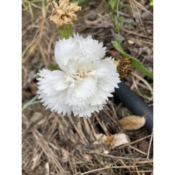 Oeillet blanc vivace
