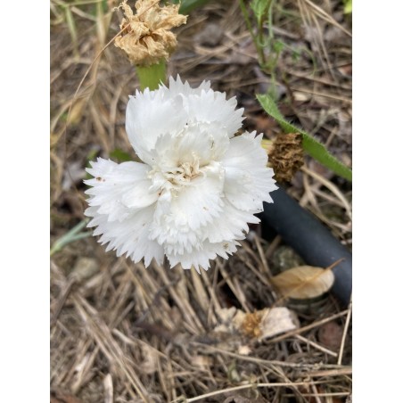 Oeillet blanc vivace