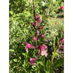 Sauge arbustive rose foncé-clair