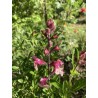 Sauge arbustive rose foncé-clair