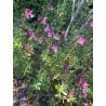Sauge arbustive rose foncé-clair