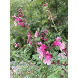 Sauge arbustive rose foncé-clair