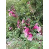 Sauge arbustive rose foncé-clair