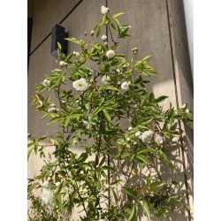Rosier liane blanc sans épine