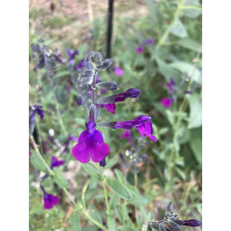 Sauge arbustive violette