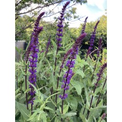 Sauge épis violette