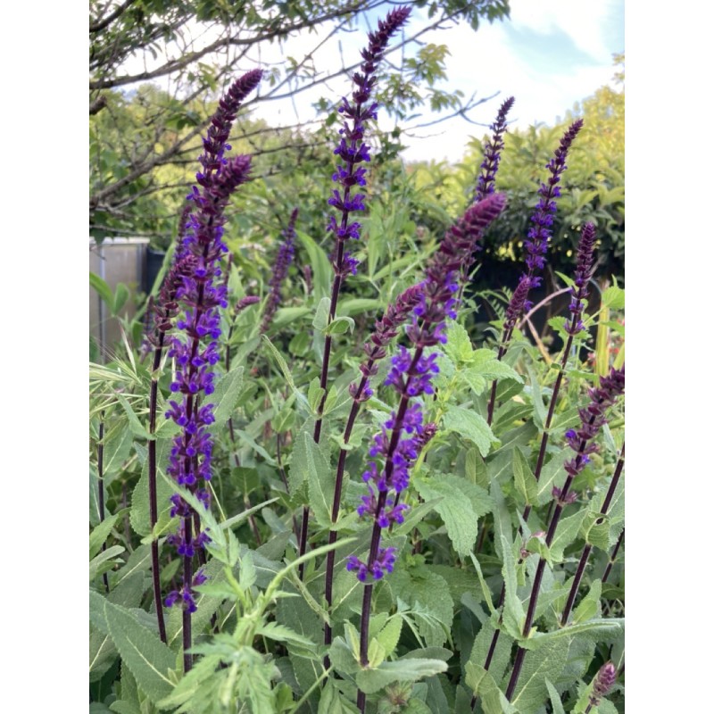 Sauge épis violette