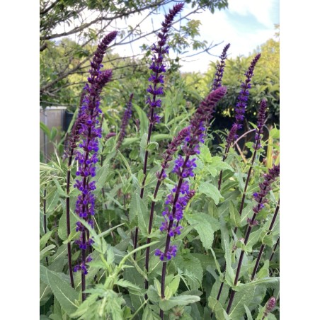 Sauge épis violette