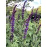 Sauge épis violette