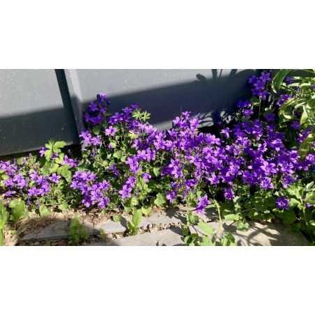 Campanule rampante violette