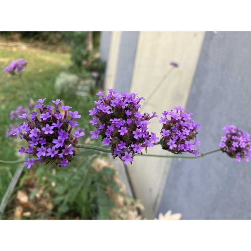 Verveine Buenos Aires