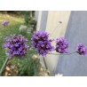Verveine Buenos Aires