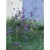 Verveine Buenos Aires