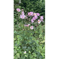 Anémone du Japon Rose