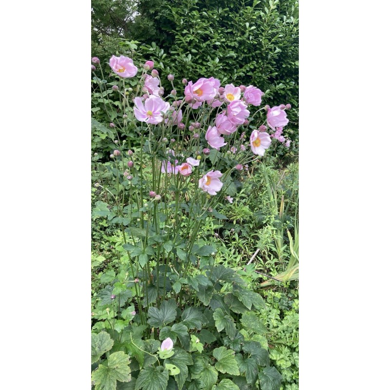 Anémone du Japon Rose