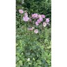Anémone du Japon Rose
