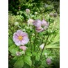Anémone du Japon Rose
