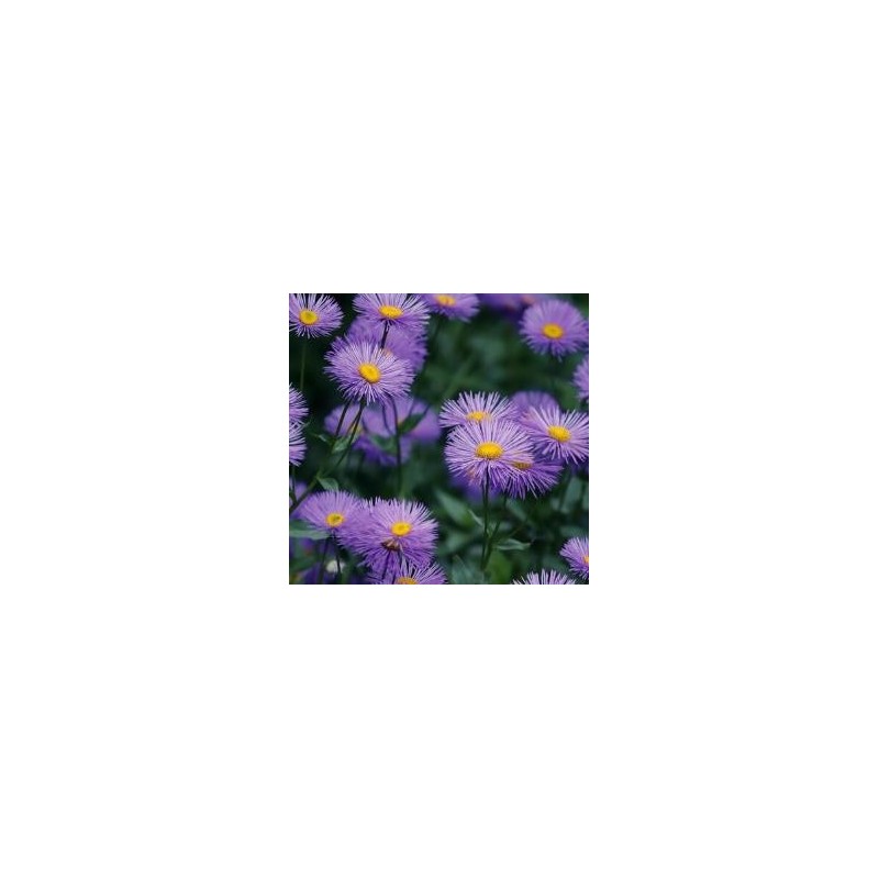 Détail fleur