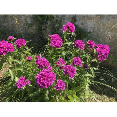 Oeillet du poète rose