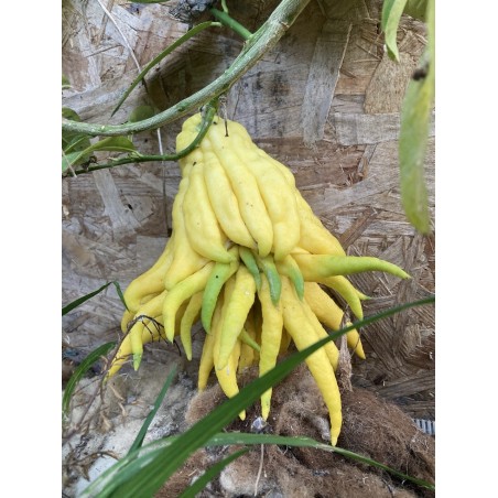 Citronnier Main de Bouddha
