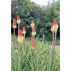 Kniphofia «Tison de satan»
