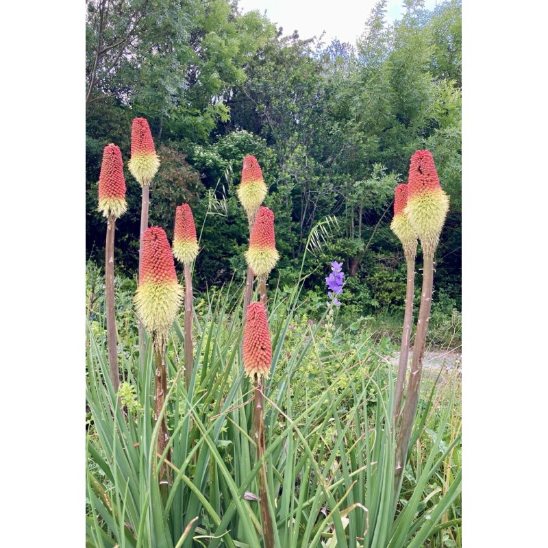 Kniphofia «Tison de satan»