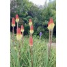Kniphofia «Tison de satan»