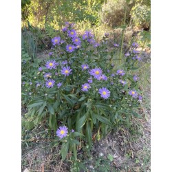 Asters violets