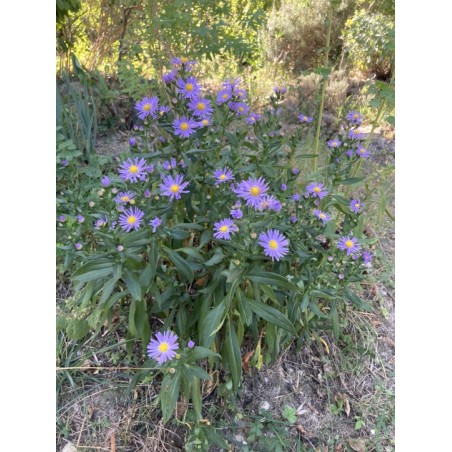 Asters violets