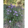 Asters violets