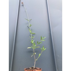 Verveine Buenos Aires