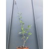 Verveine Buenos Aires