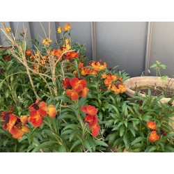 Giroflée orange - rouge- jaune