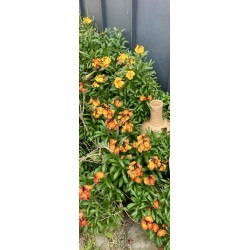 Giroflée orange - rouge- jaune