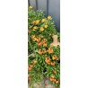 Giroflée orange - rouge- jaune