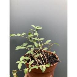Pervenche minor pourpre