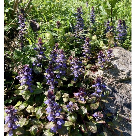 Bugle rampante pourpre
