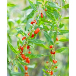 Baie de Goji