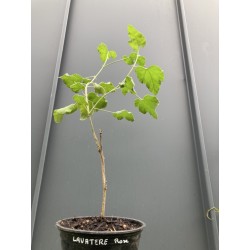 Tel que vendu en automne