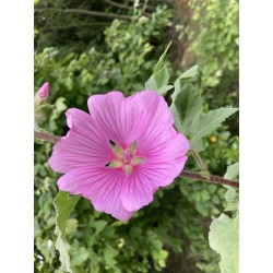 Lavatere rose