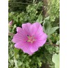 Lavatere rose
