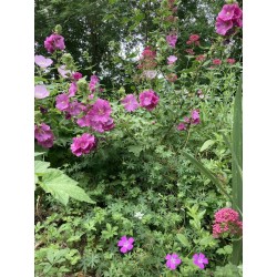 Lavatere rose